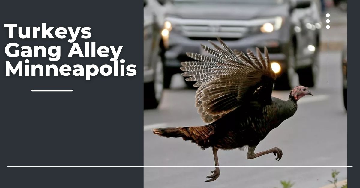 Turkeys Gang Alley Minneapolis: Uncovering the History and Impact