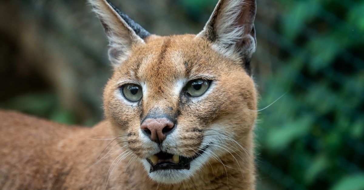 Caracal for Sale: A Complete Guide to Owning a Wildcat as a Pet