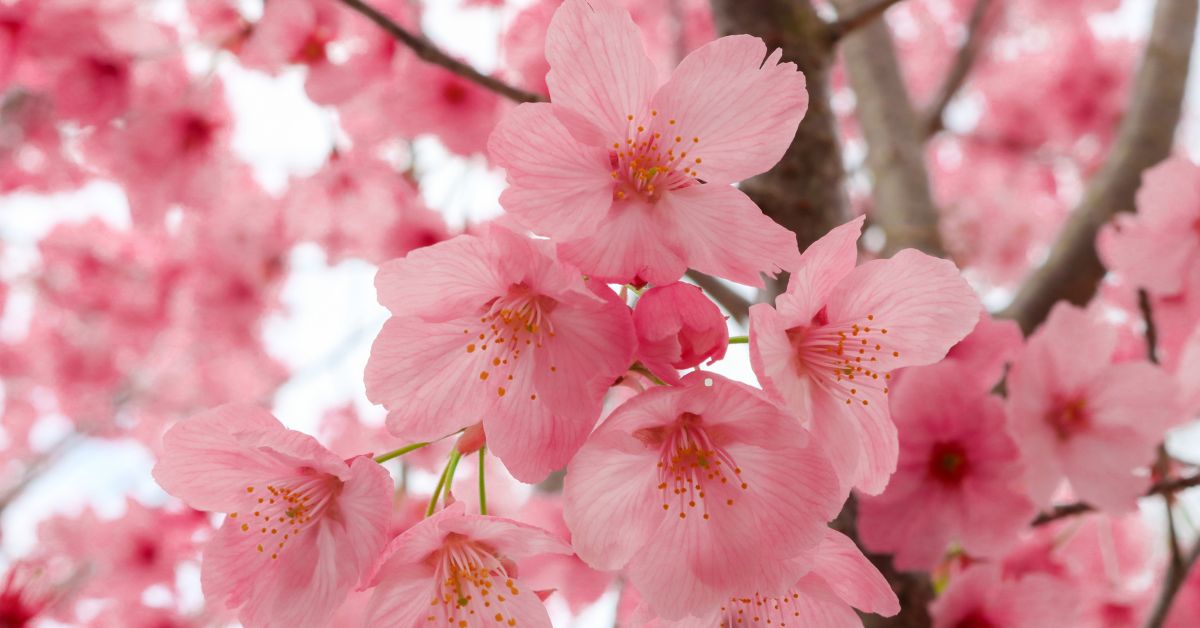 Pear Blossom Love Racing to Another Pink: A Journey Through Blossoms and Passion